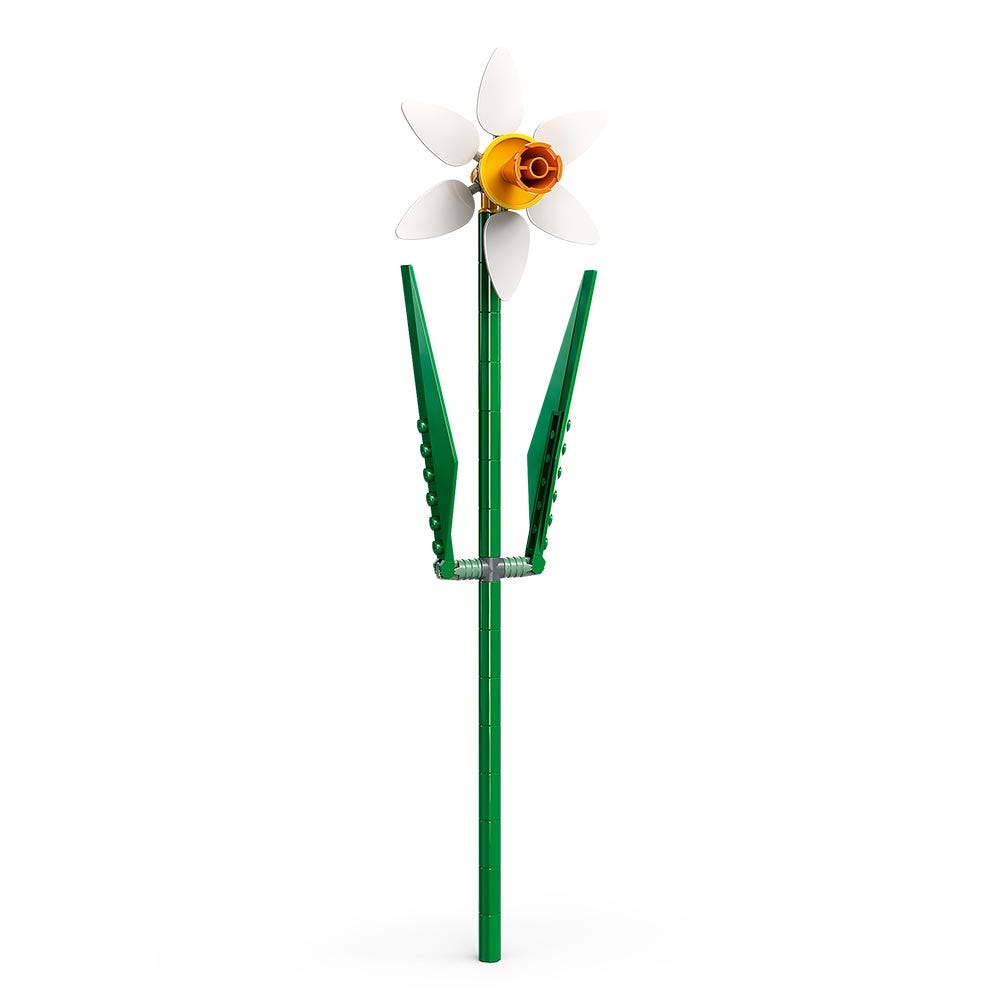 Narcisos